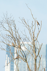 Streptopelia orientalis