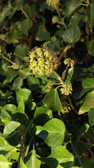 Hedera canariensis