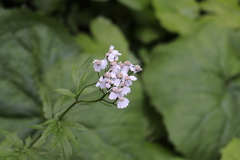 Achillea macrophylla