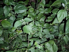 Dicliptera chinensis