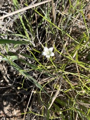 Wahlenbergia banksiana