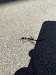 Sceloporus occidentalis