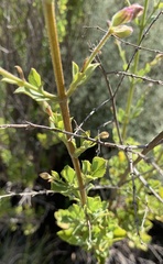 Salvia chamelaeagnea