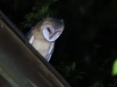 Tyto alba tuidara