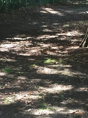 Sciurus niger rufiventer