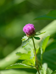 Centratherum punctatum