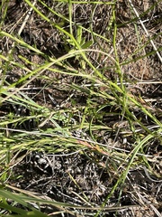 Wahlenbergia banksiana