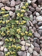 Alternanthera pungens