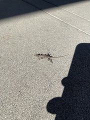 Sceloporus occidentalis