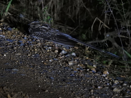 Long-trained Nightjar (Hydropsalis forcipata), photo 5