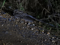 Macropsalis forcipata