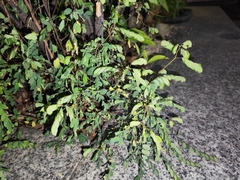 Phyllanthus tenellus