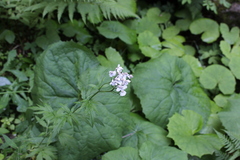 Achillea macrophylla