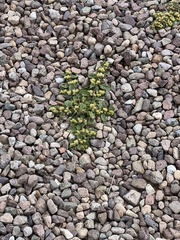 Alternanthera pungens