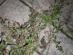 Eragrostis amabilis