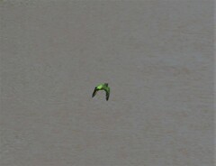 Poicephalus cryptoxanthus