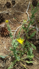 Klasea cerinthifolia