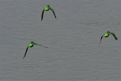 Poicephalus cryptoxanthus