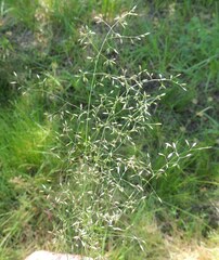 Poa palustris