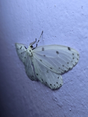 Naxa textilis