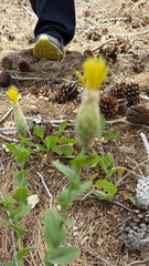 Klasea cerinthifolia