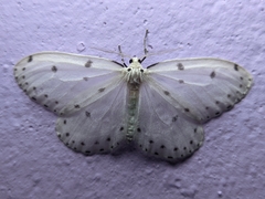 Naxa textilis