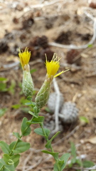 Klasea cerinthifolia