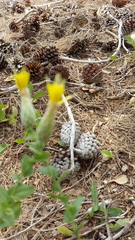 Klasea cerinthifolia