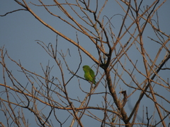 Forpus xanthopterygius