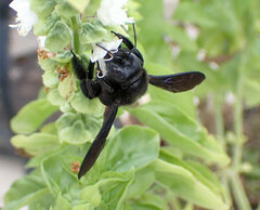Xylocopa violacea