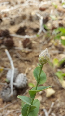 Klasea cerinthifolia