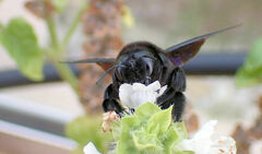 Xylocopa violacea