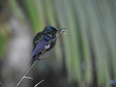 Thalurania glaucopis