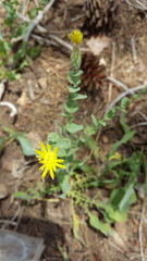 Klasea cerinthifolia