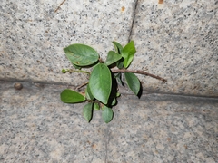 Ficus microcarpa