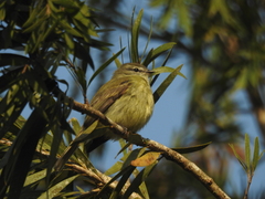 Phyllomyias fasciatus