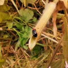 Geocoris erythrocephalus