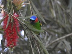 Tangara cyanocephala