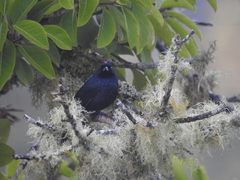 Tachyphonus coronatus