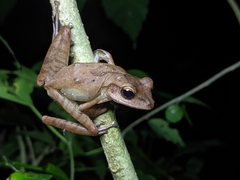 Polypedates occidentalis
