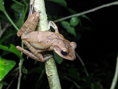 Polypedates occidentalis
