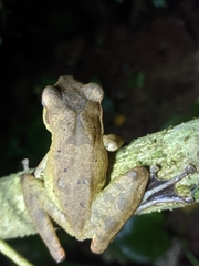 Polypedates occidentalis