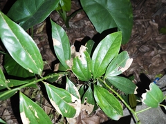 Cinnamomum cassia