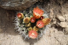 Eriosyce curvispina
