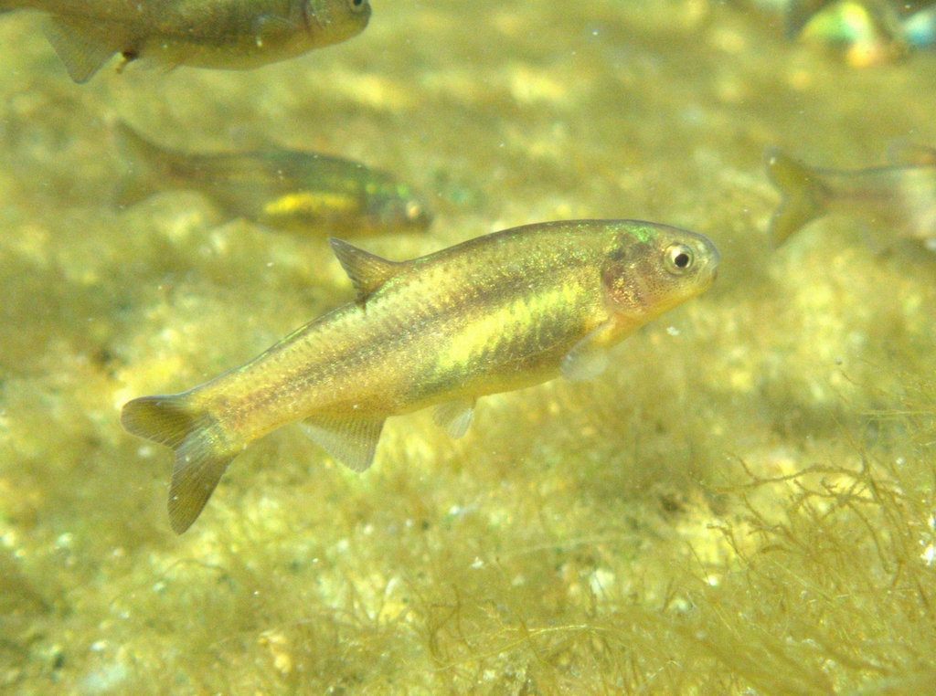 Naked Characin