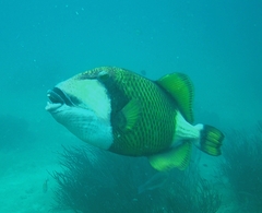 Balistoides viridescens