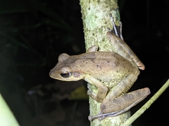 Polypedates occidentalis