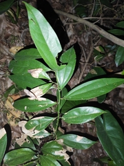 Cinnamomum cassia