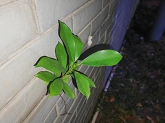 Ficus microcarpa