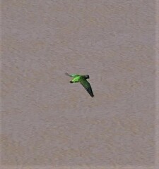 Poicephalus cryptoxanthus